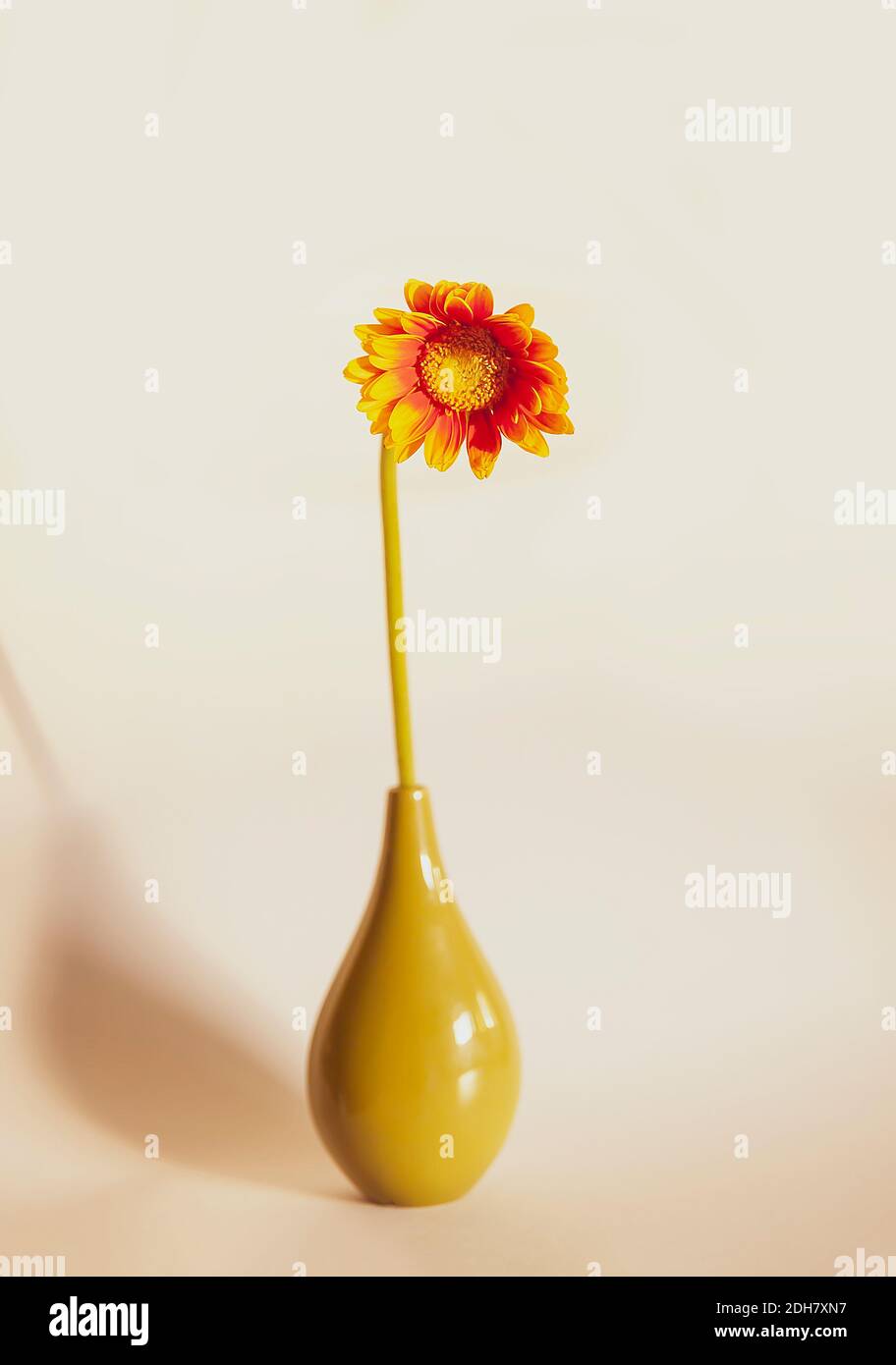 Fiore di gerbera arancione brillante in vaso di ceramica Foto Stock