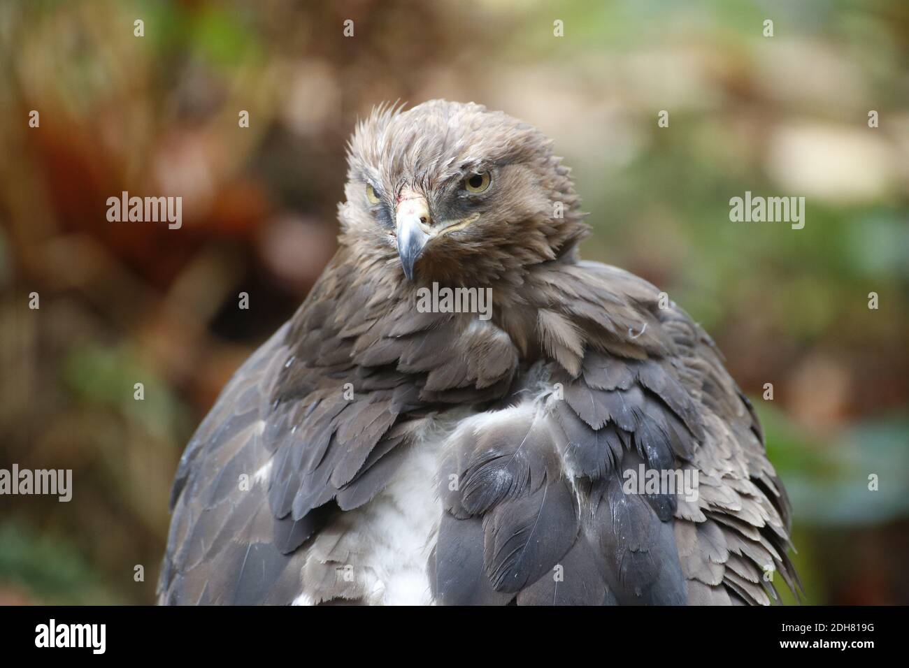 Un'aquila piccola nel Parco Nazionale della Foresta Bavarese Foto Stock