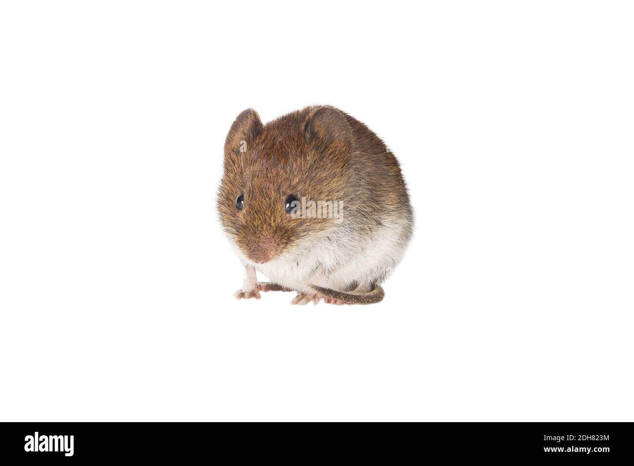 Fazzoletto di campo, fazzoletto a coda corta (Microtus agrestis), ritratto a lunghezza intera, ritaglio, Antille olandesi Foto Stock