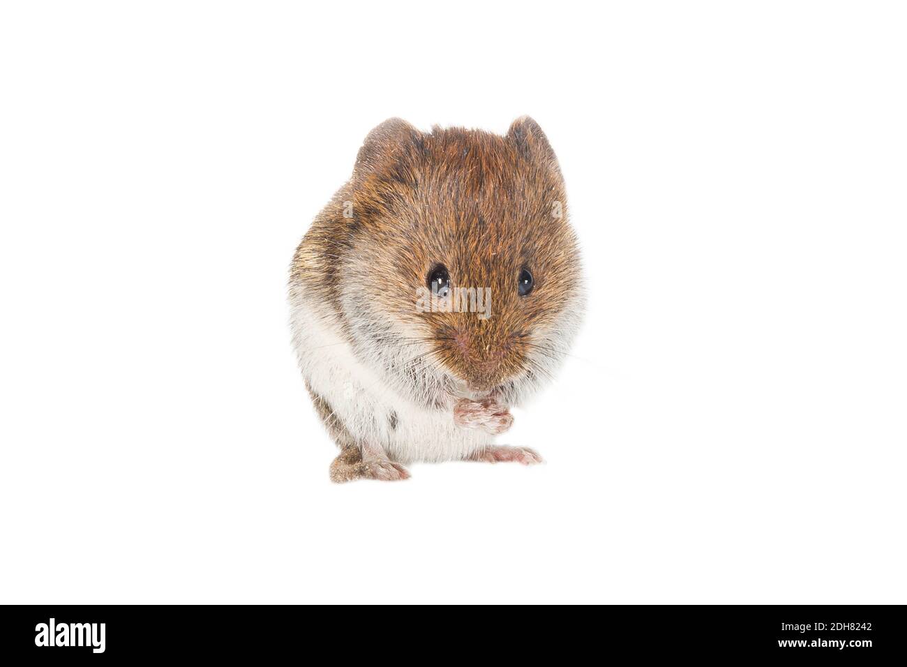 Fazzoletto di campo, fazzoletto a coda corta (Microtus agrestis), alimentazione, ritaglio, Antille olandesi Foto Stock