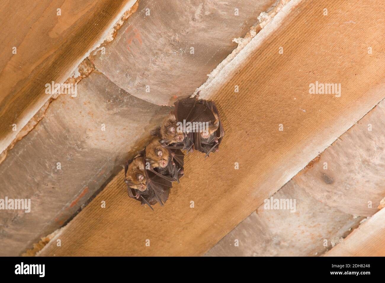 Pipistrelli a ferro di cavallo più grandi (Rhinolophus ferrumequinum), quattro pipistrelli a ferro di cavallo più grandi appesi al soffitto, Francia Foto Stock