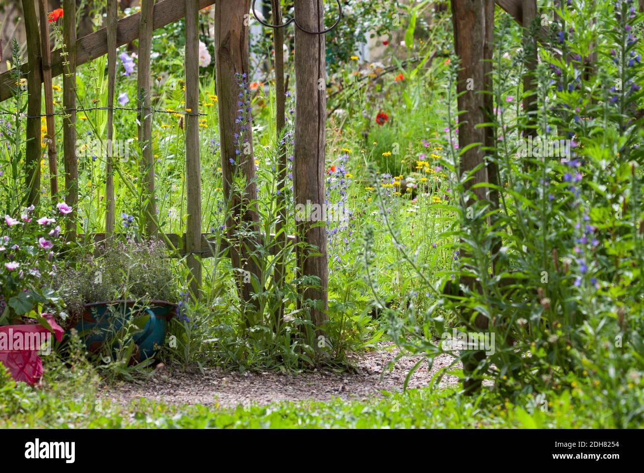 Giardino naturale ricco di fiori, in Germania, adatto agli insetti Foto Stock