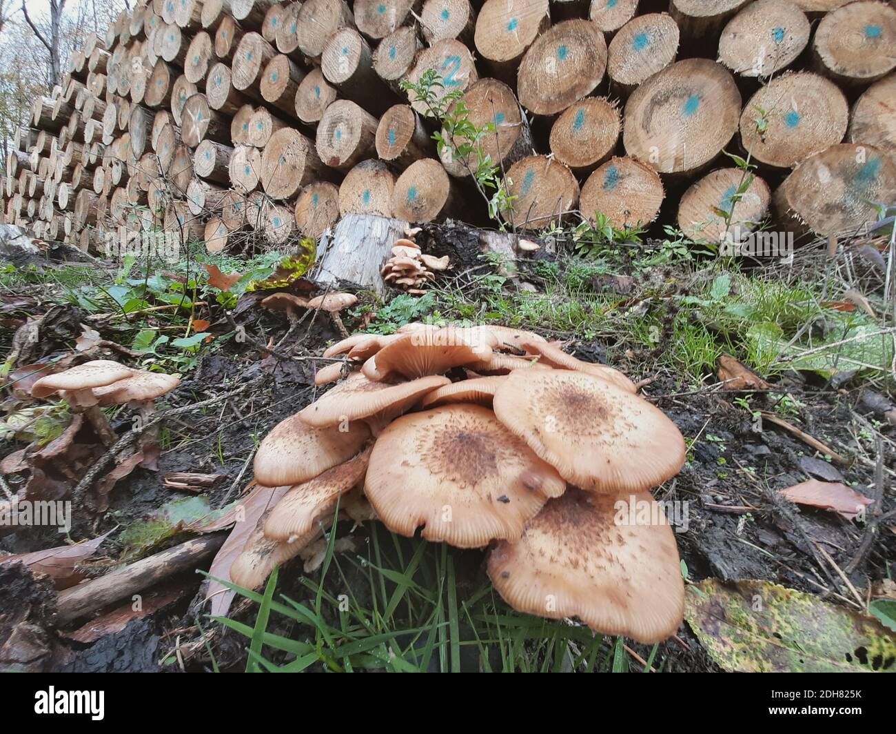 Fungo del miele (Armillaria mellea), gruppo di fronte al deposito di legname nella foresta, Germania Foto Stock