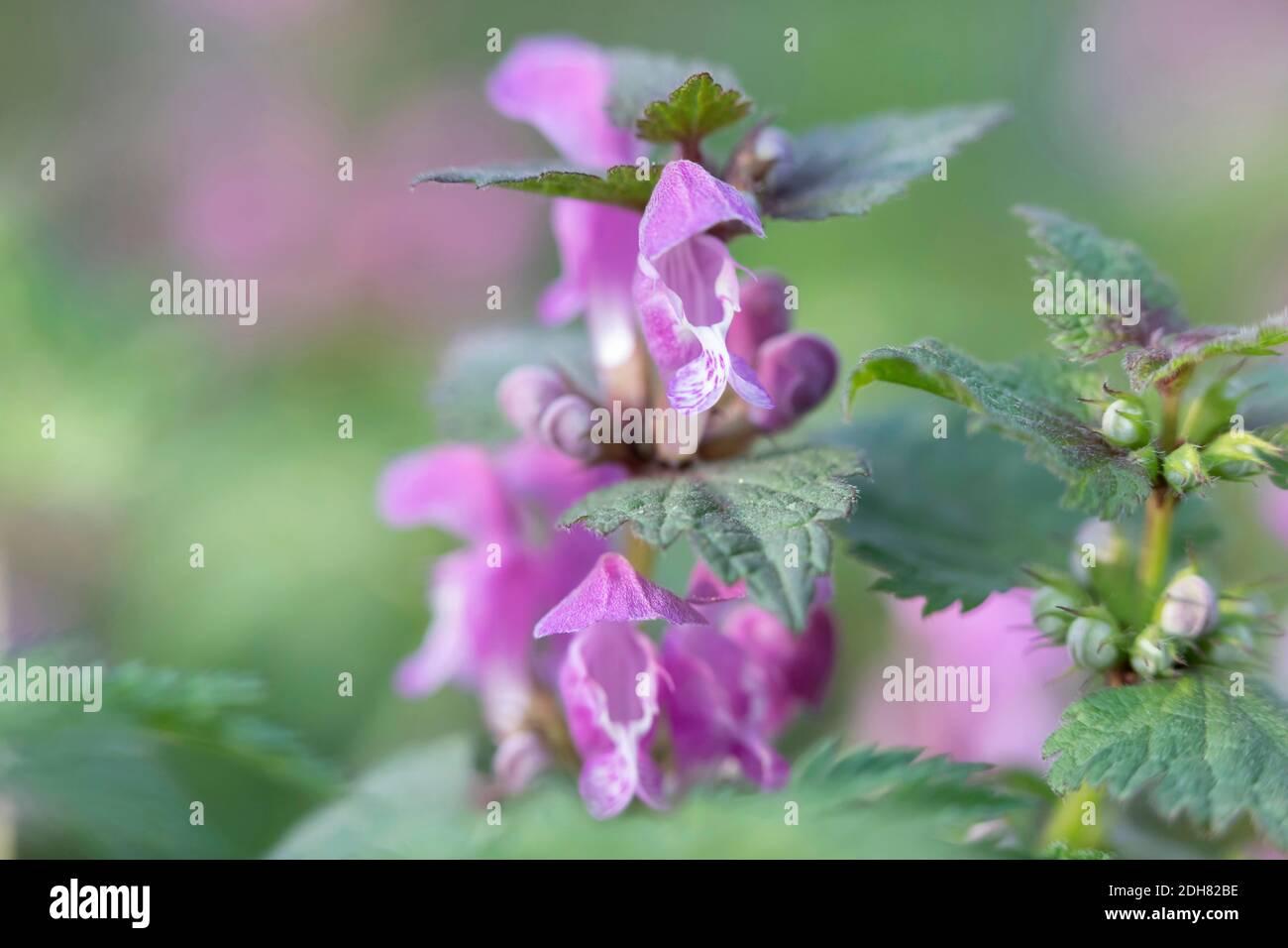 Ortica morta maculatum, fiori, Germania, Baviera Foto Stock
