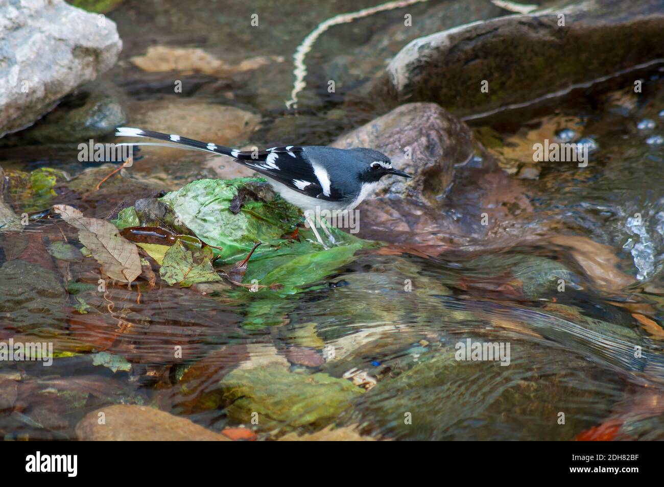 forktail (Enicurus schistaceus), che si trova su un pezzo di plastica verde situato in un fiume che scorre rapidamente ai piedi dell'Himalaya., Foto Stock