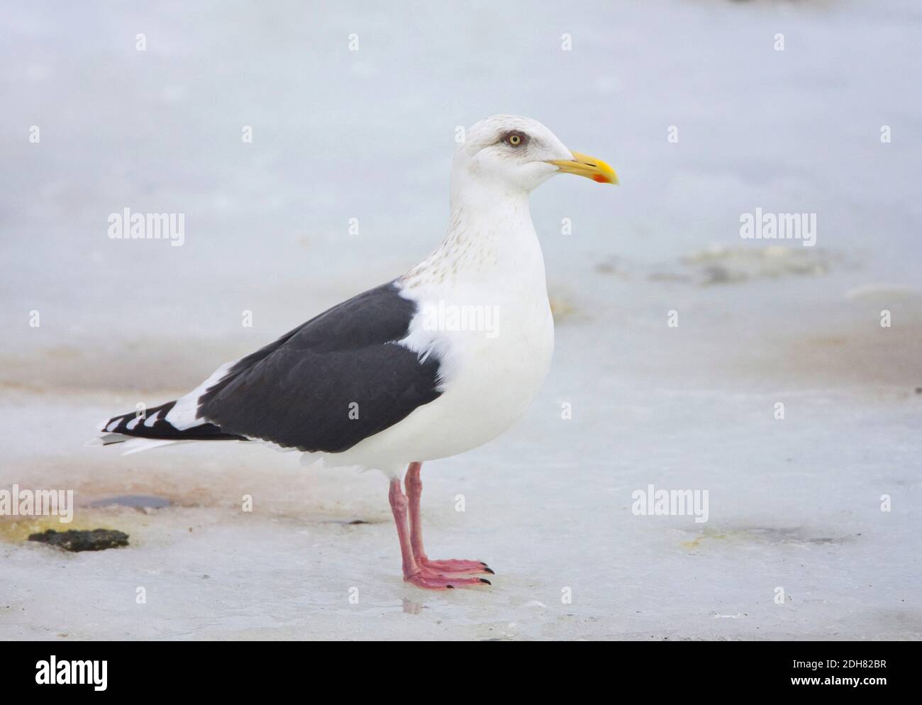 Gabbiano con schienale laty (Larus schistisagus), adulto in winterplumage, con un occhio pallido, in piedi su ghiaccio, Giappone, Hokkaido Foto Stock