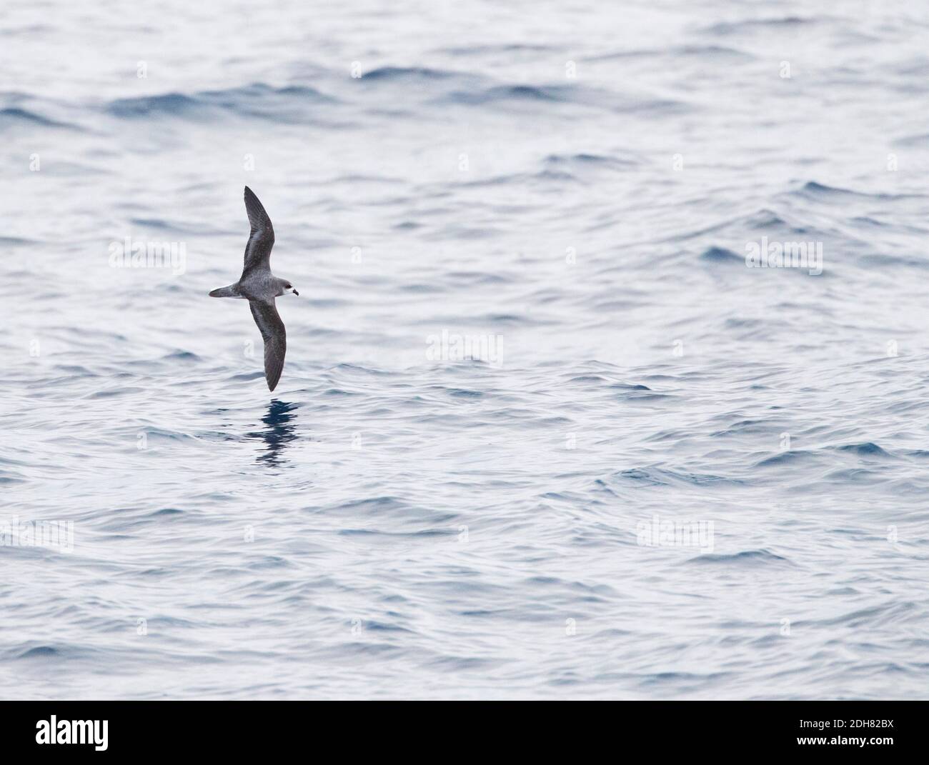 Petrel a piombo morbido (Pterodroma mollis), che vola in basso sopra la superficie dell'oceano Pacifico, mostrando il modello dell'ala superiore, Nuova Zelanda, Isole Chatham Foto Stock