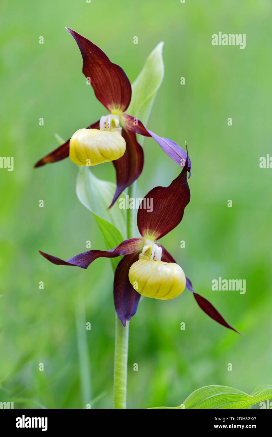 Varietà di orchidee viola (Cypripedium calceolus), fioritura, Germania Foto Stock
