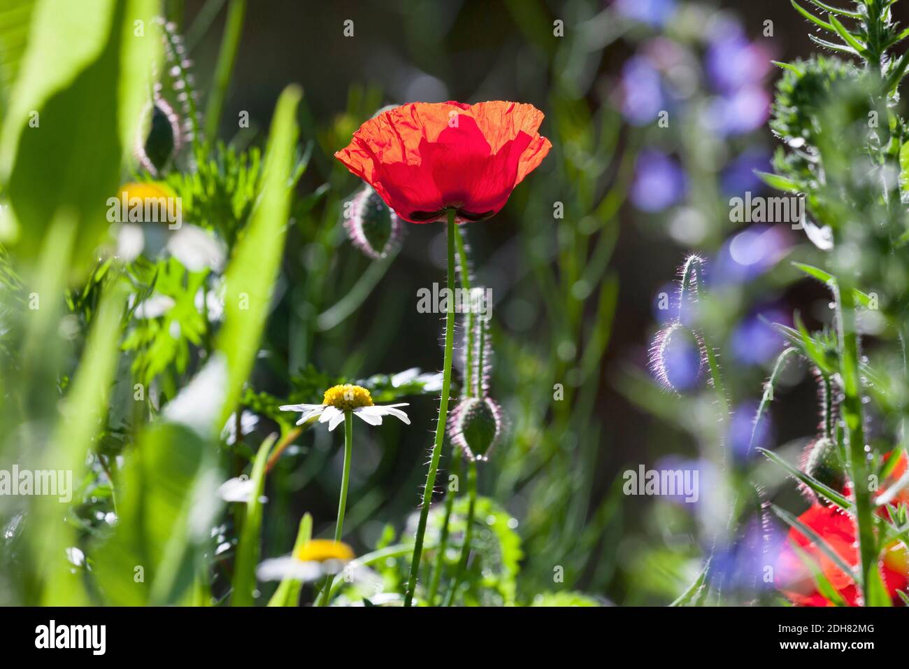 Papavero comune, papavero di mais, papavero rosso (Papaver rhoeas), insetto-friendly giardino di natura ricca di fiori, Germania Foto Stock