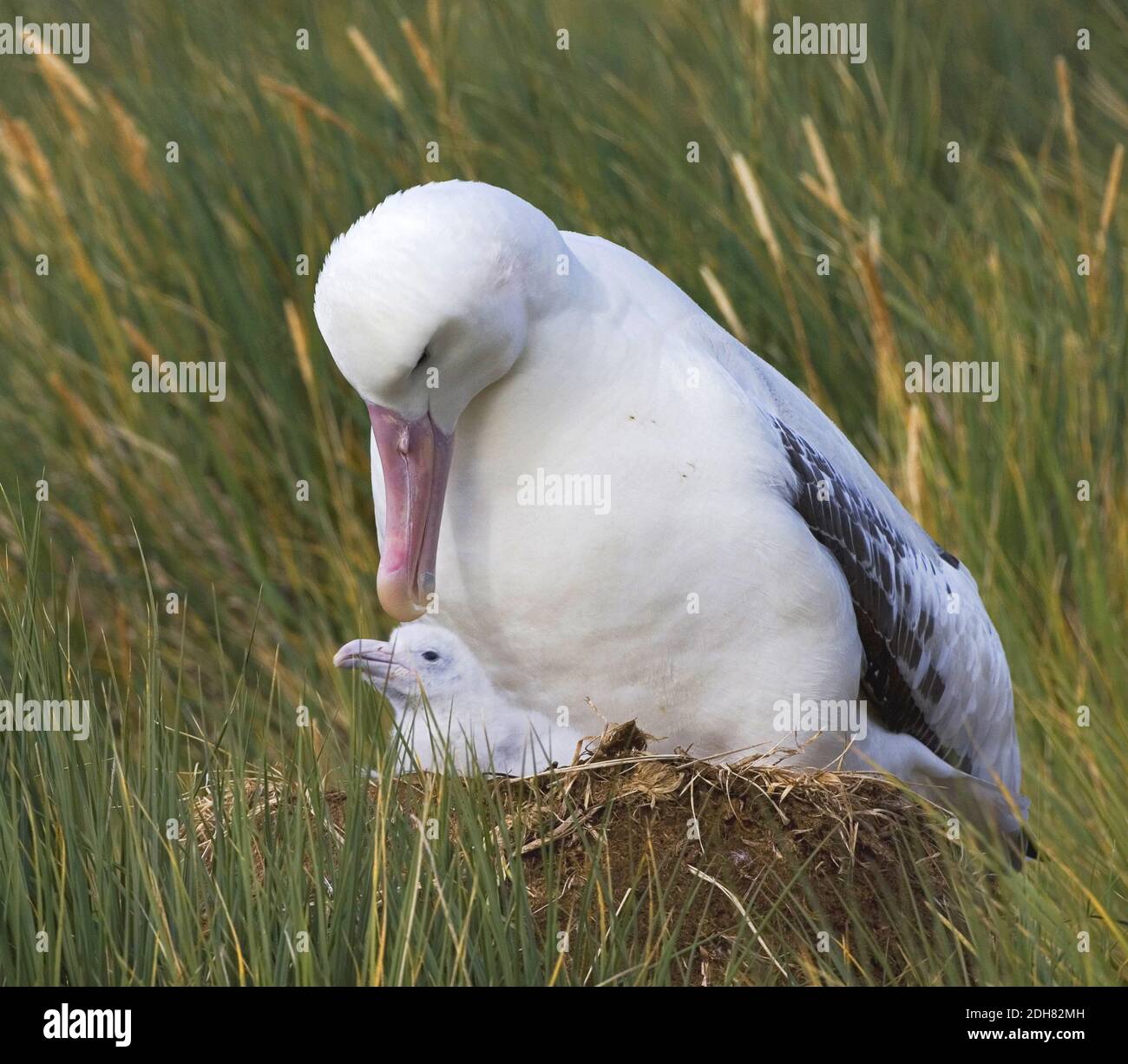 Vagando Albatros, Snowy Albatross (esulans Diomedea), adulto con pulcino nel nido, Suedgeorgien Foto Stock