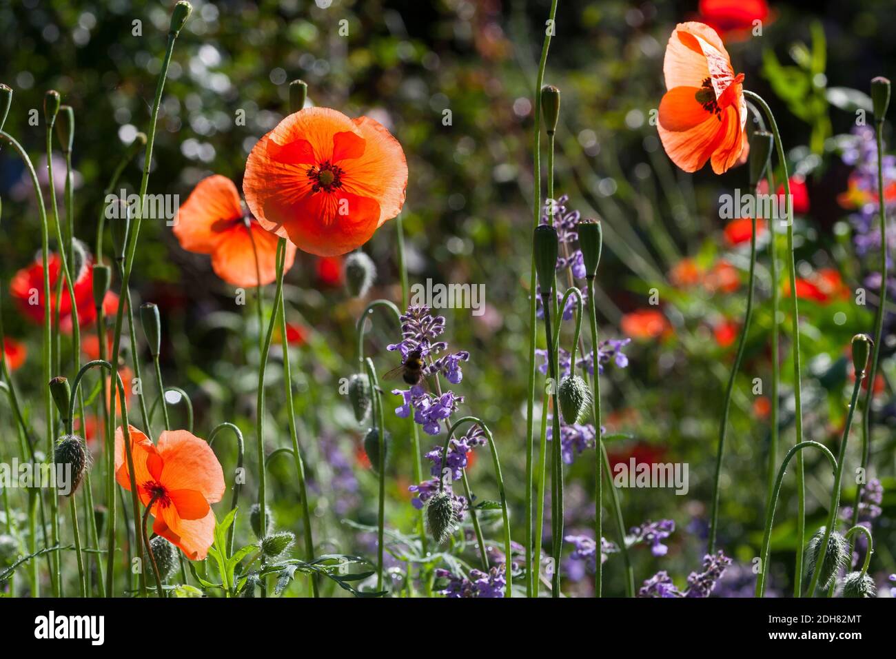 Papavero comune, papavero di mais, papavero rosso (Papaver rhoeas), insetto-friendly giardino di natura ricca di fiori, Germania Foto Stock