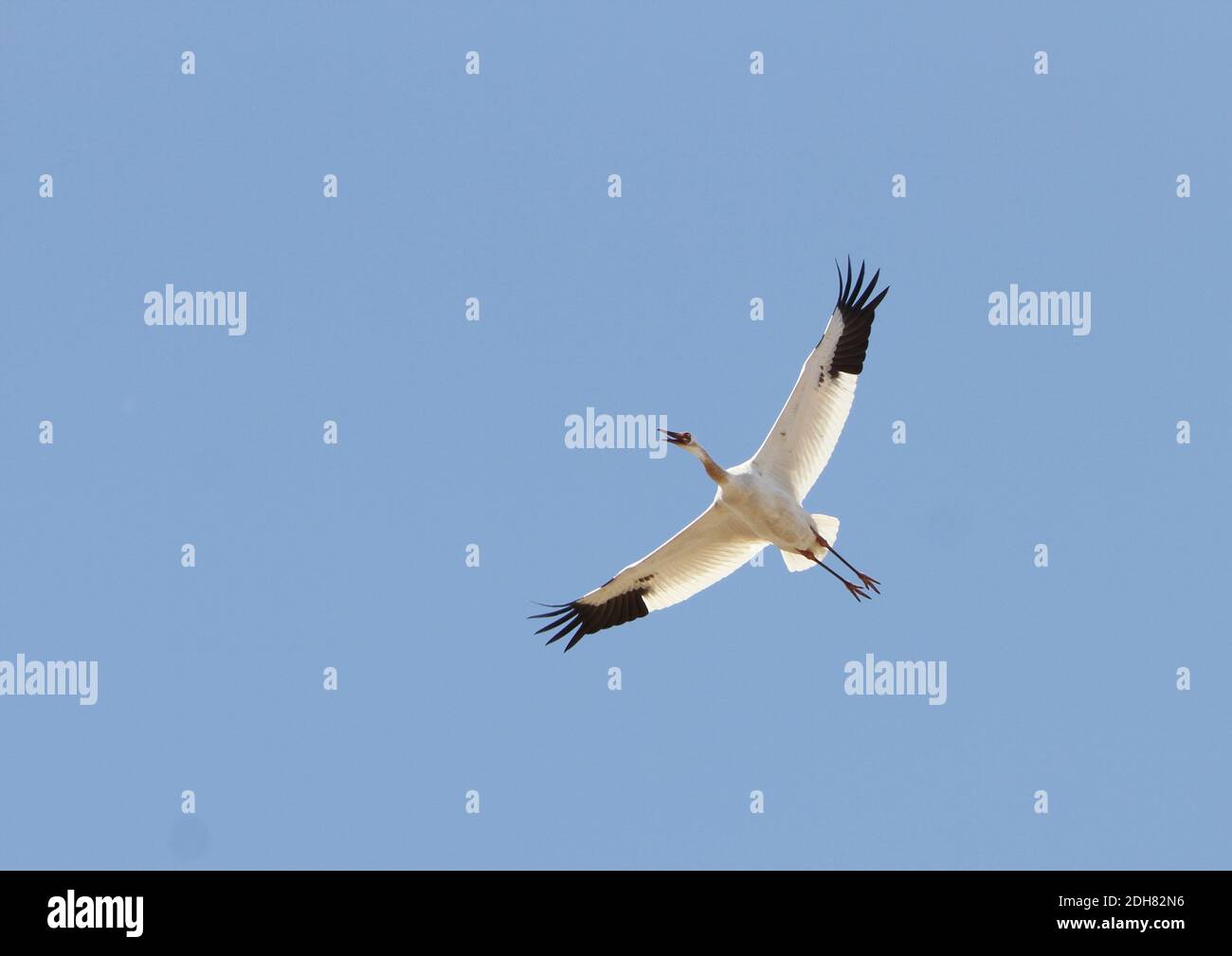 Grande gru bianca (Gruus leucogeranus, Leucogeranus leucogeranus), immatura criticamente minacciato gru siberiana in volo, Cina, Heilongjiang Foto Stock