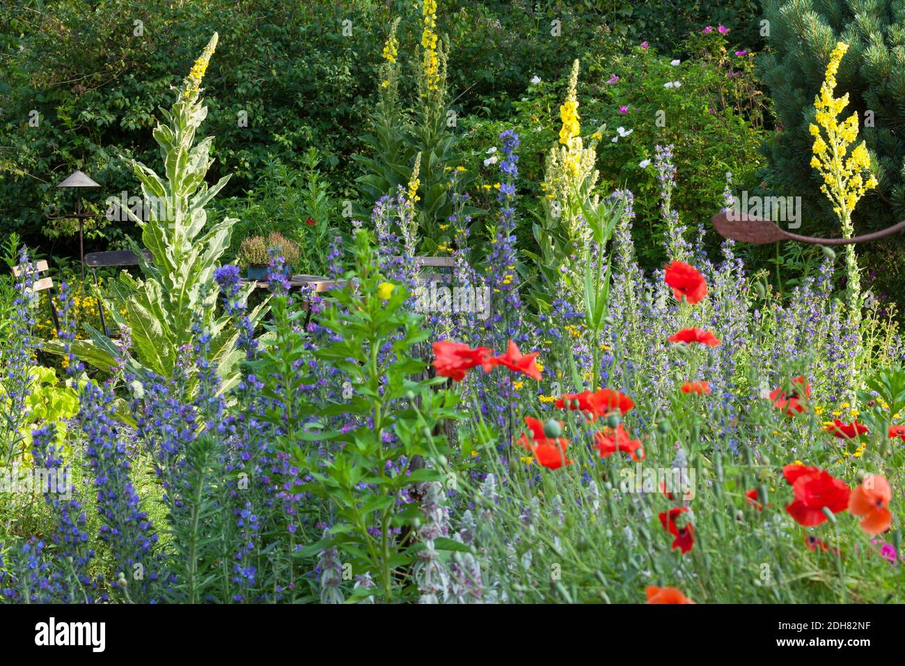 Mullein (Verbascum spec.), giardino naturale ricco di fiori e insetto, Germania Foto Stock