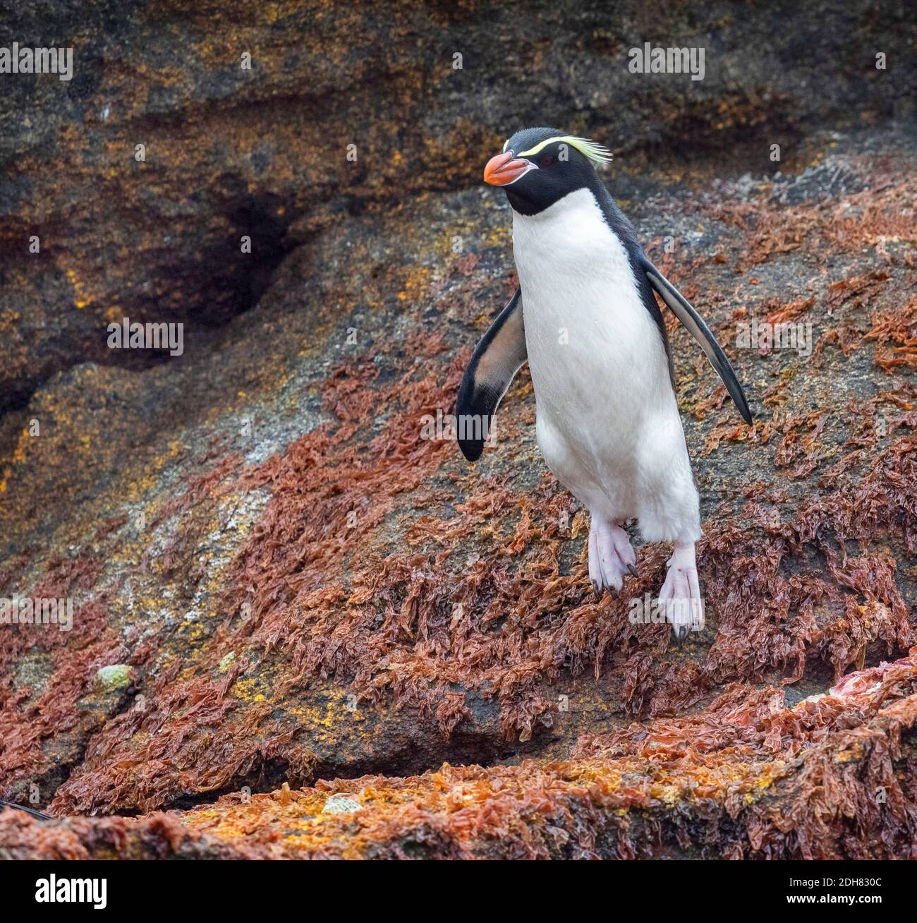 Pinguino dell'isola di Snares, pinguino di Snares (Eudyptes robustus, Eudyptes atratus), che salta giù la scogliera, la Nuova Zelanda, le Snares Foto Stock