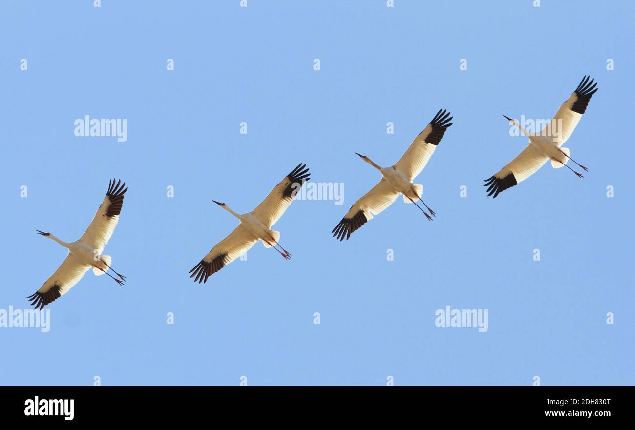 Grande gru bianca (Grus leucogeranus, Leucogeranus leucogeranus), quattro gru siberiane in volo in formazione, Cina, Heilongjiang Foto Stock