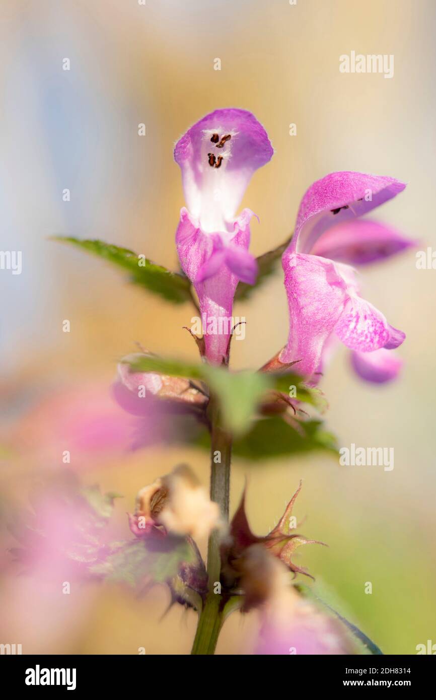 Ortica morta maculatum, fiori, Germania, Baviera Foto Stock