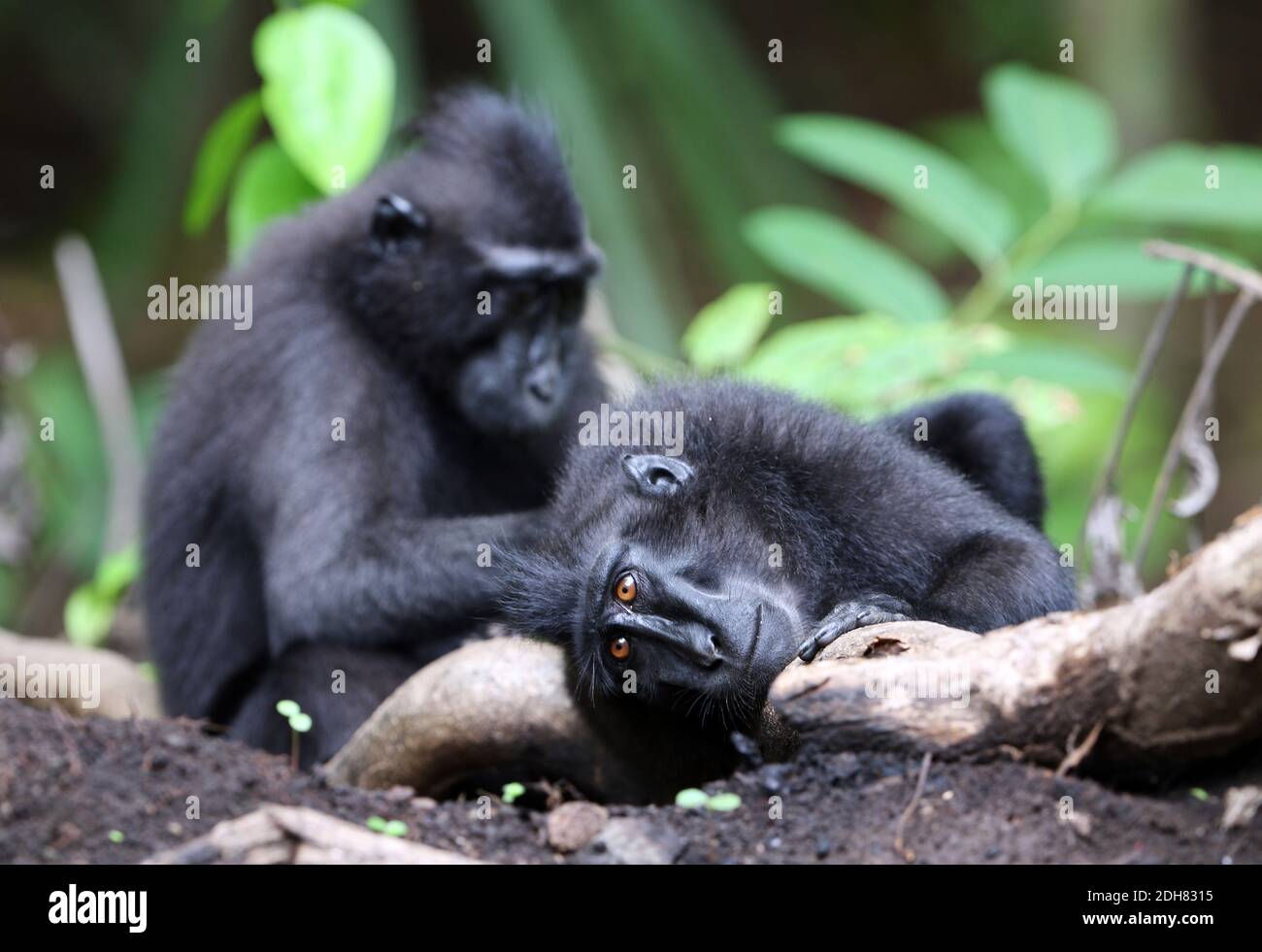 Celebes ape, Celebes black ape, Sulawesi crested macaque, Celebes crested macaque (Macaca nigra, Cynopithecus niger), due scimmie che si sposano l'un l'altro Foto Stock