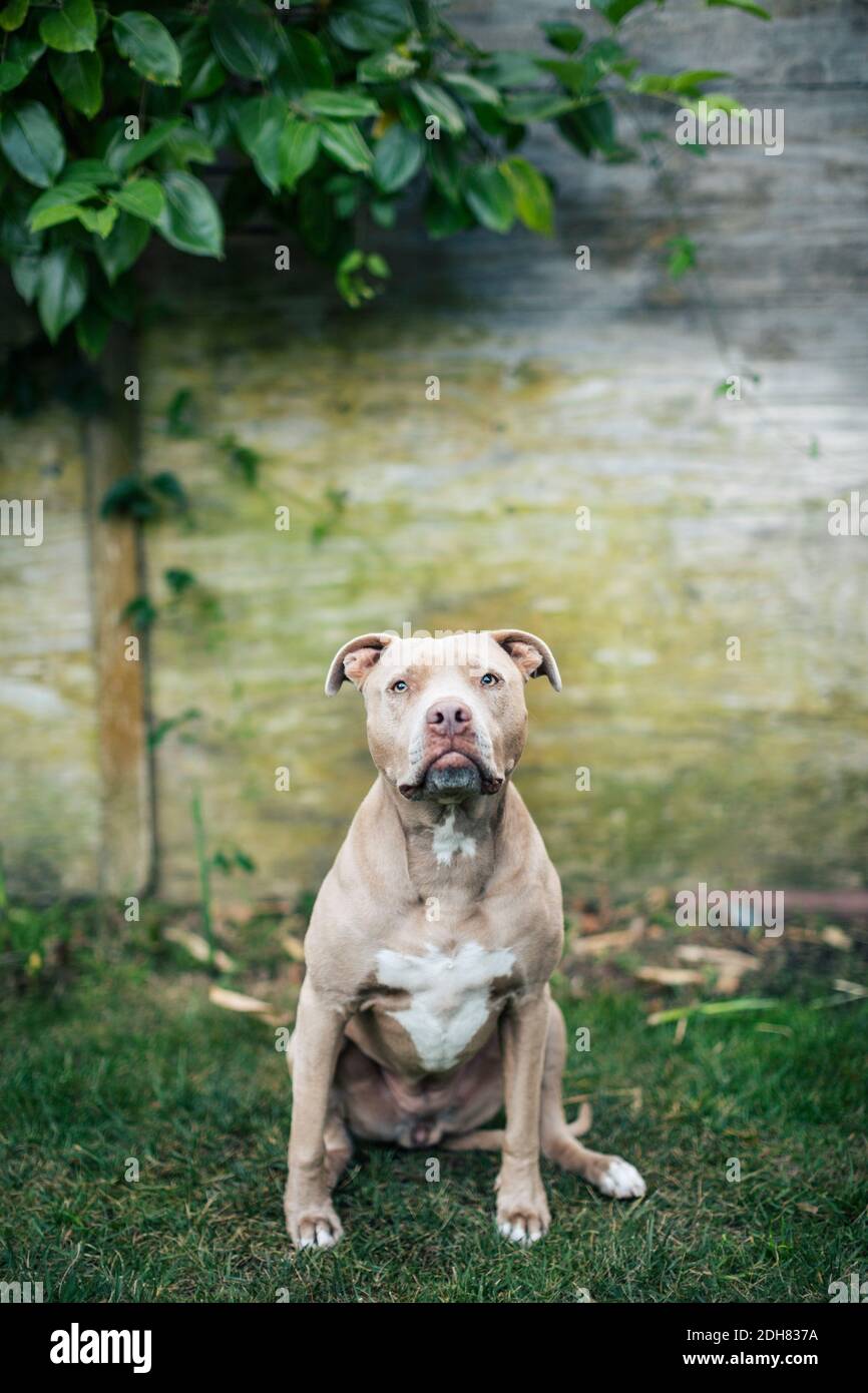 Ritratto di American Pit Bull Terrier seduto in cantiere Foto Stock