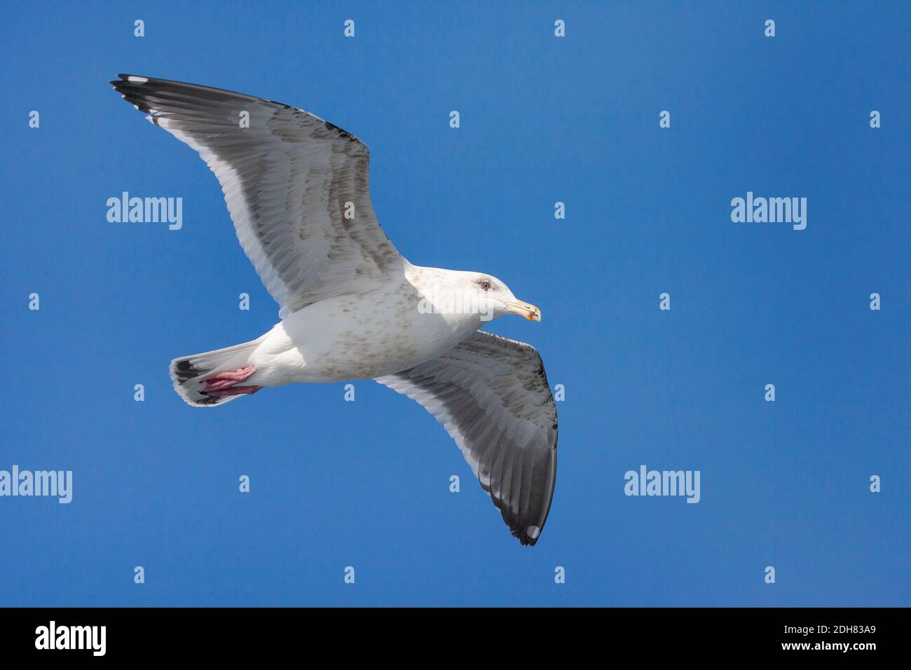 Gabbiano a schienale laty (Larus schistisagus), subadulto in volo, visto dal basso, Giappone, Hokkaido Foto Stock