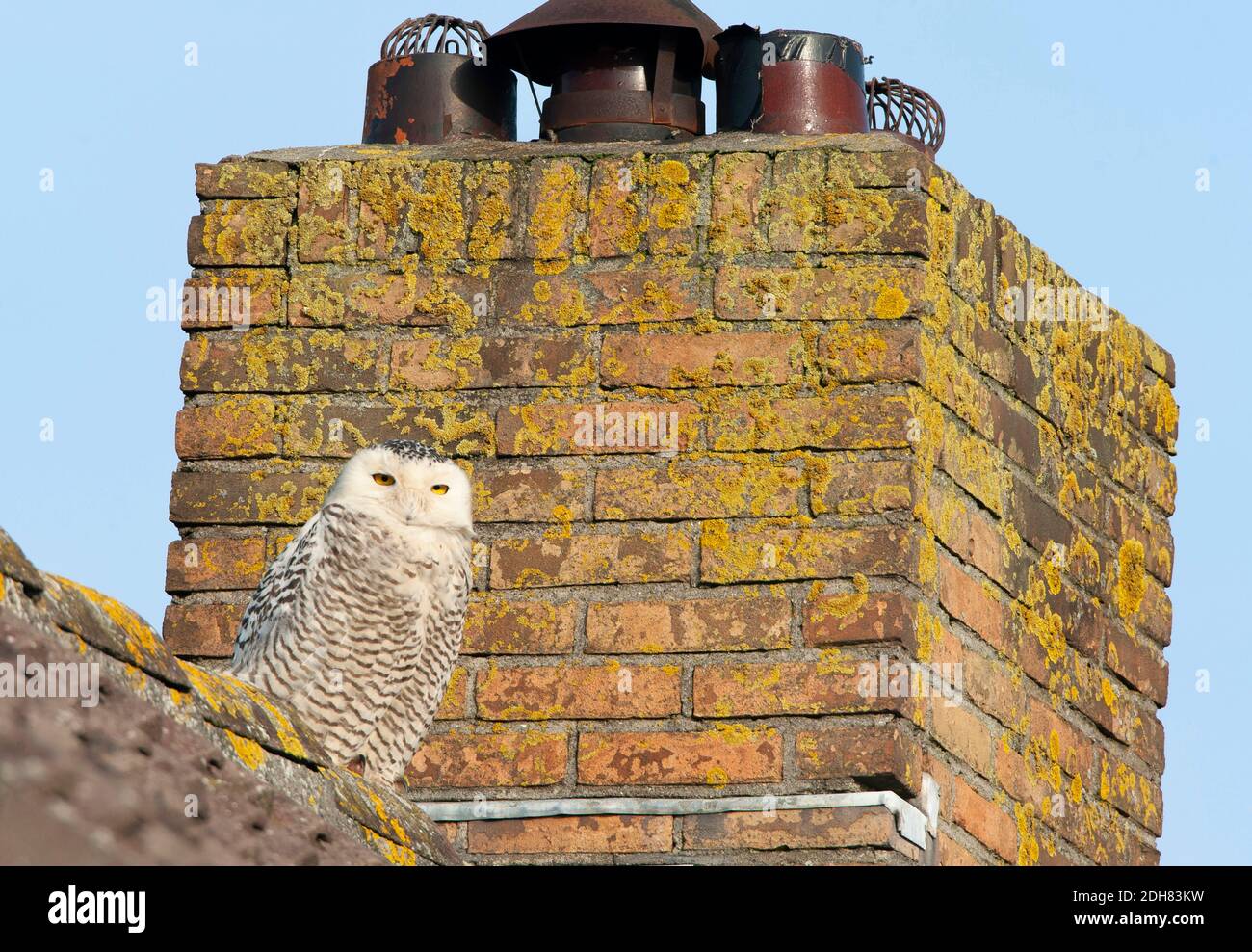 Pula innevata (Strix scandiaca, Nyctea scandiaca, Buzo scandiacus), adagiata su un tetto di una casa, Paesi Bassi, Paesi Bassi del Nord Foto Stock