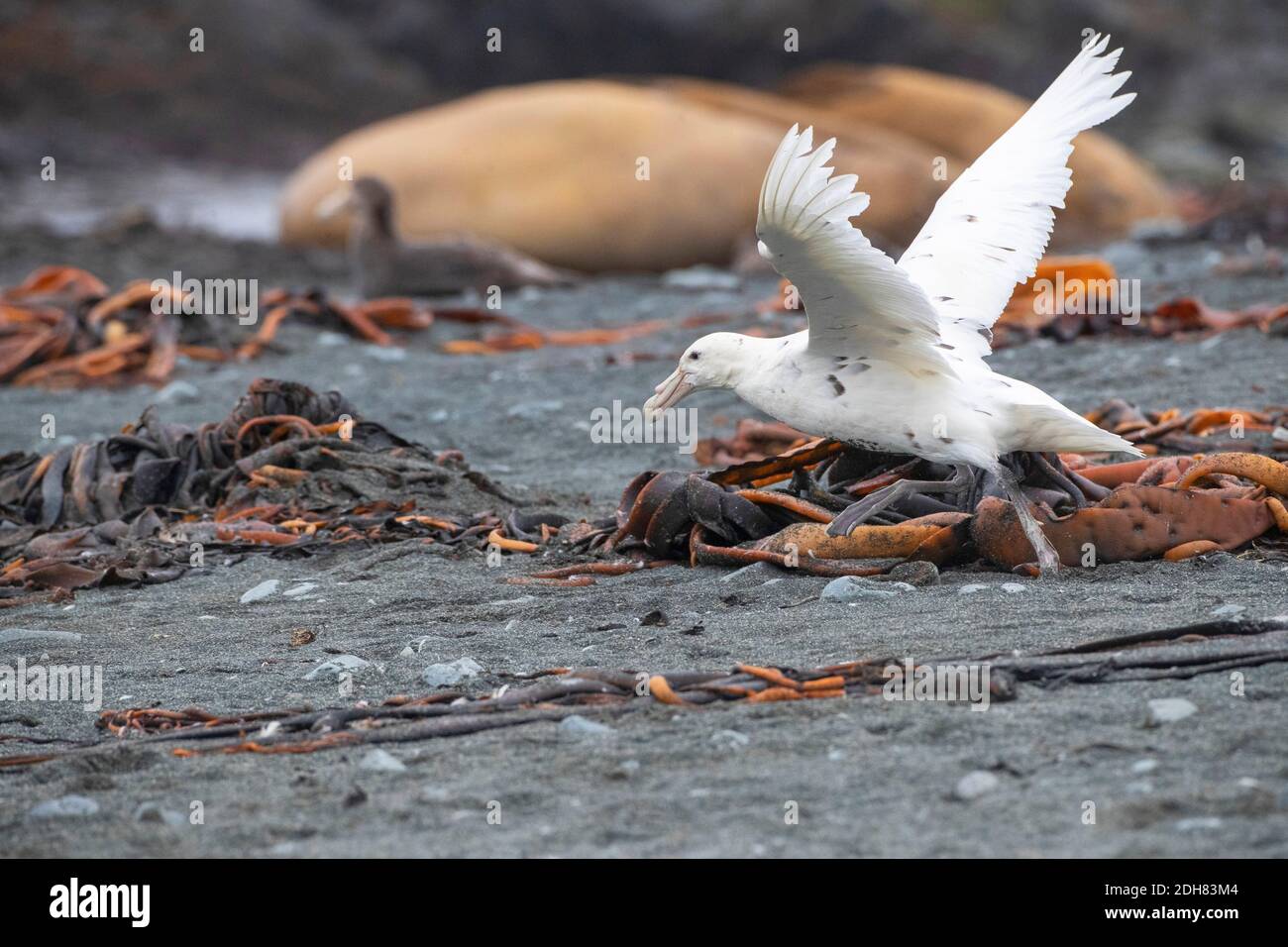 Petrel gigante meridionale, petrel gigante (Macronectes giganteus), fase bianca decollo dalla spiaggia, Australia, Tasmania, isola di Macquarie Foto Stock