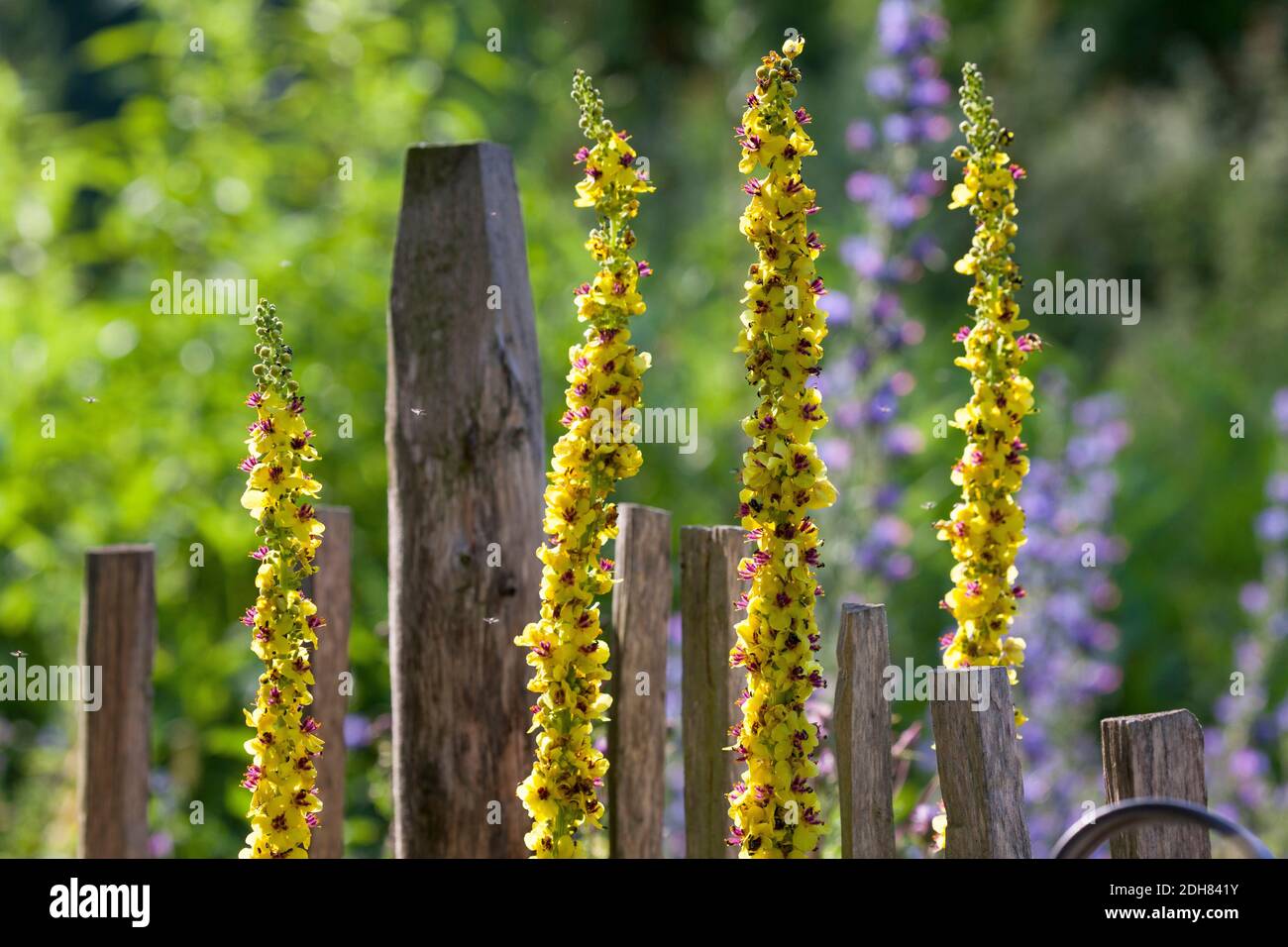 Mullein nero (Verbascum nigrum), giardino naturale ricco di fiori, adatto agli insetti, Germania Foto Stock