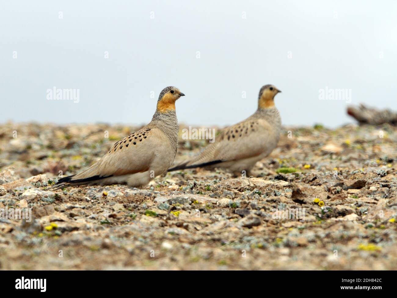 Sandgrouse tibetano (Syrhaptes tibetanus), due sandgrous tibetani che pervono su un terreno roccioso, vista laterale, Cina, Tibet, Er la Foto Stock