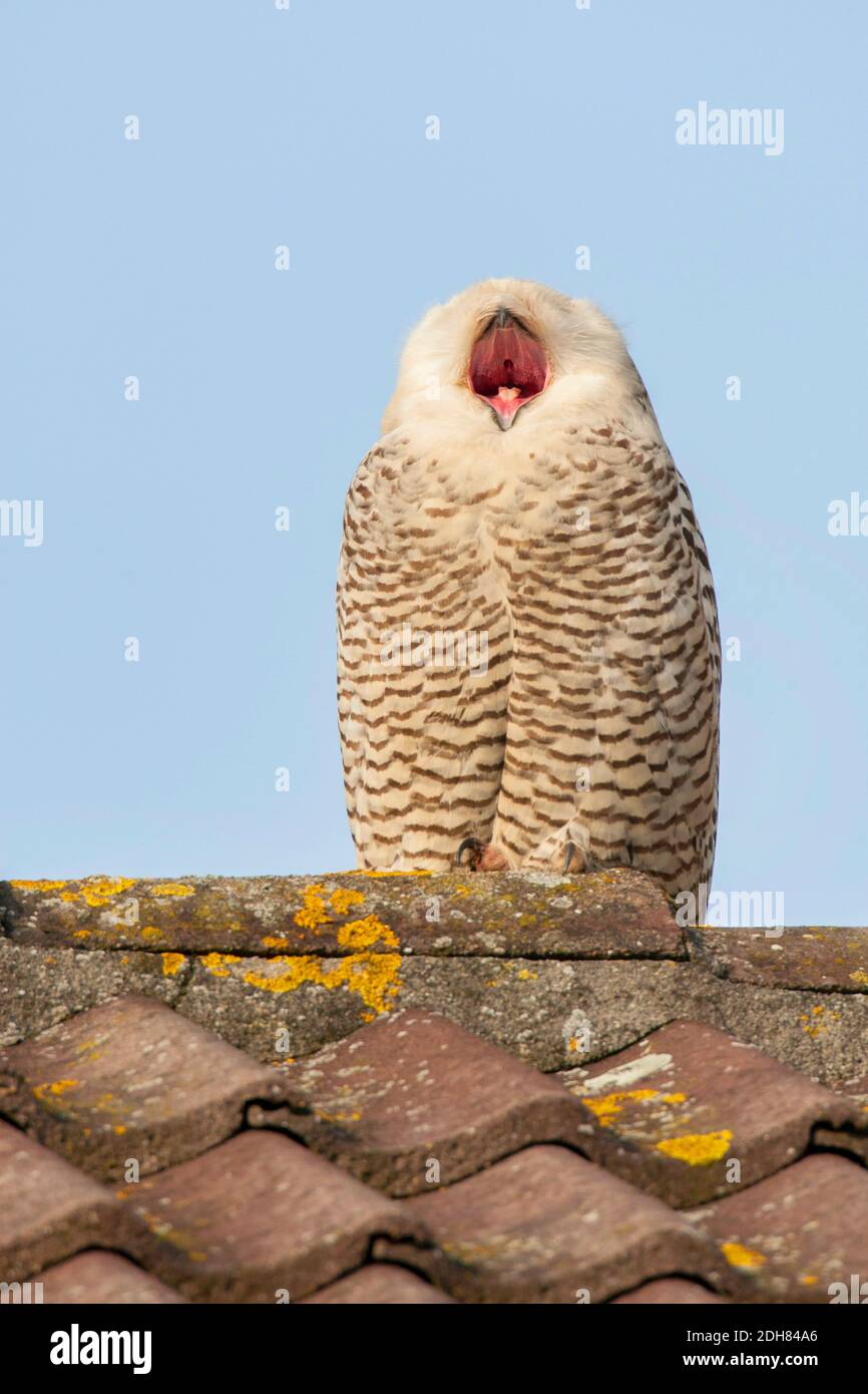 Pula innevata (Strix scandiaca, Nyctea scandiaca, Bubo scandiacus), che poggia su un tetto di una casa, yawning, Paesi Bassi, Paesi Bassi del Nord Foto Stock