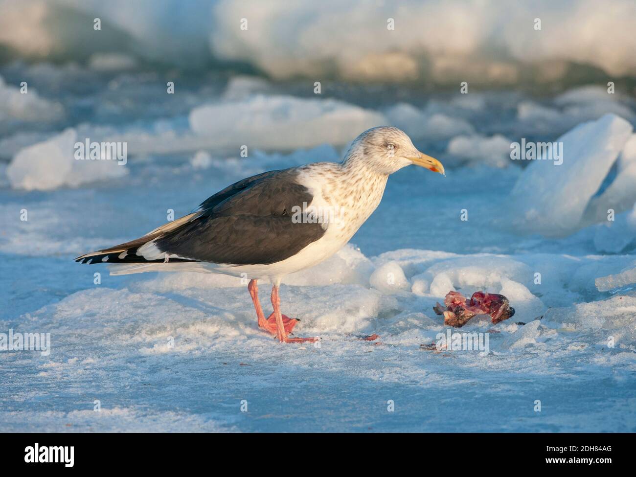 Gabbiano con schienale slaty (Larus schistisagus), in precipizio invernale in piedi sul flusso di ghiaccio, mostrando testa a strisce, Giappone, Hokkaido Foto Stock