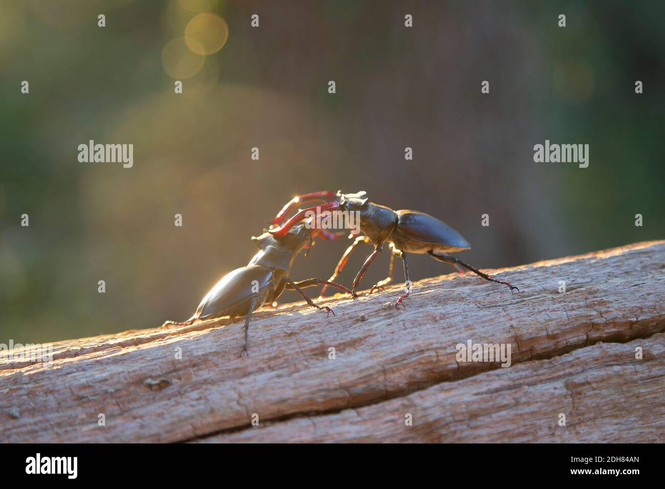 Barile di stag, barile di stag europeo (Lucanus cervus), gesti minacciosi di due maschi, Paesi Bassi Foto Stock