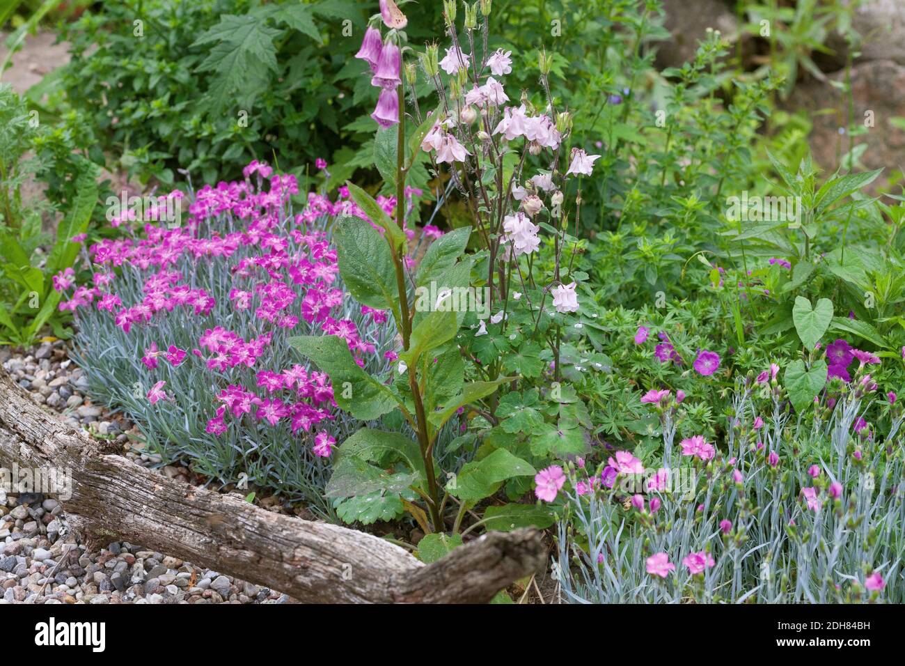 Guanto comune, guanto di fossa viola (Digitalis purea), giardino naturale ricco di fiori, in Germania, adatto agli insetti Foto Stock