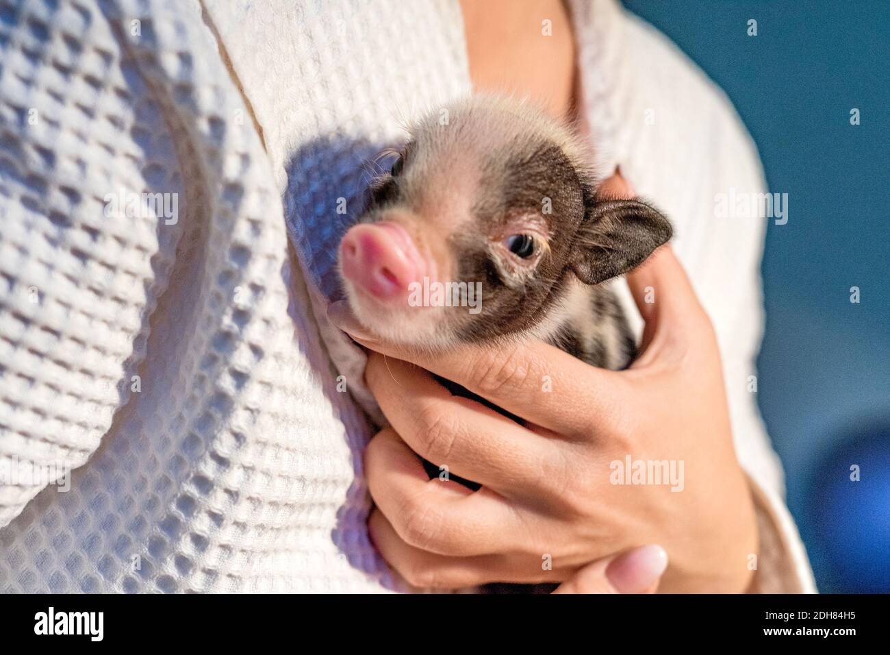 Le mani di una donna caucasica stanno stringendo un piccolo maiale al petto. Vista ravvicinata. Profondità di campo poco profonda. Spazio per il testo. Foto Stock