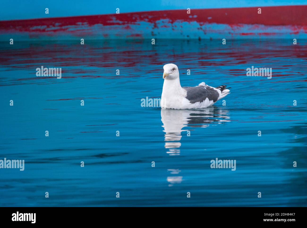 Gabbiano a schienale laty (Larus schistisagus), adulto che nuota in acqua di colore blu brillante, a causa del riflesso della nave sullo sfondo, Giappone, Hokkaido Foto Stock