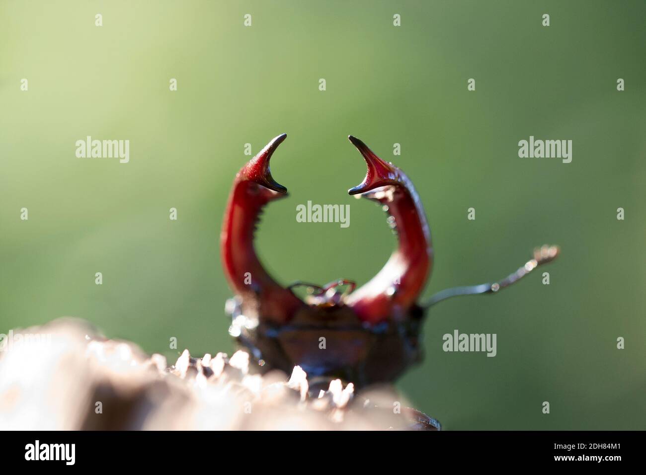 Stag beetle, European Stag beetle (Lucanus cervicus), vista frontale, fuoco selettivo, Paesi Bassi Foto Stock