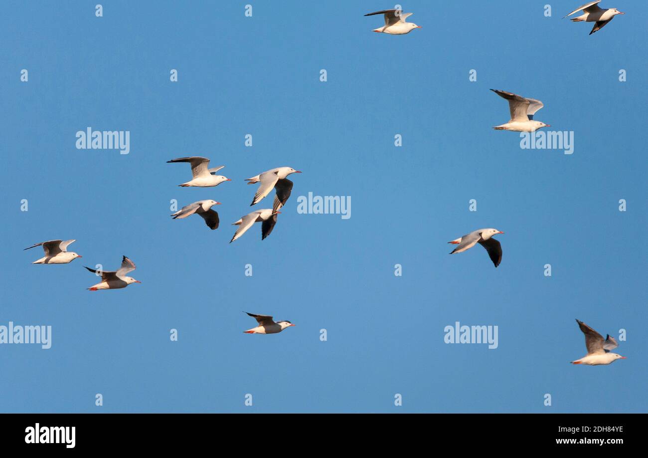Gabbiano snello (Larus genei, Chromicocephalus genei), gregge che migrano lungo la costa di Tarifa, Spagna, Andalusia, Tarifa Foto Stock