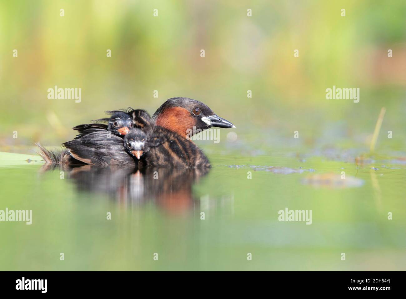 Piccolo gressere (Podiceps ruficollis, Tachybaptus ruficollis), nuoto con pulcini sul retro, vista laterale, Germania, Baviera Foto Stock