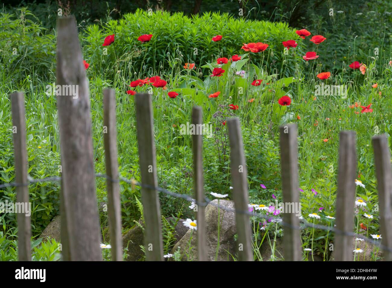 Papavero comune, papavero di mais, papavero rosso (Papaver rhoeas), insetto-friendly giardino di natura ricca di fiori, Germania Foto Stock