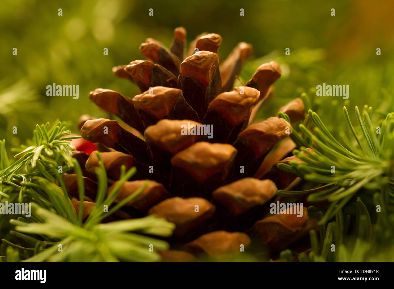 Cono di pino di Natale e rami closeup Foto Stock
