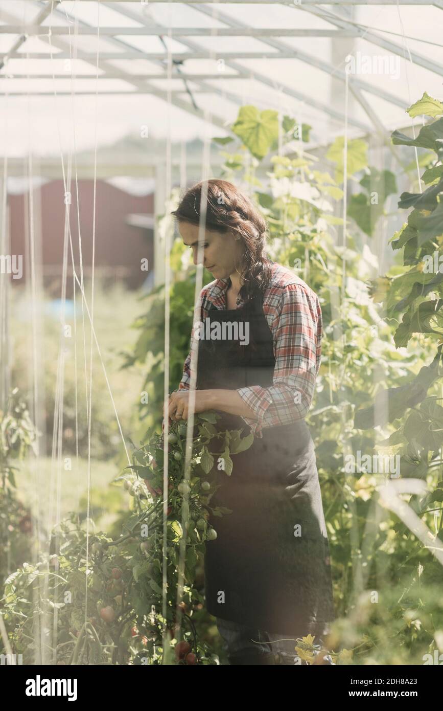 Giardiniere che esamina pianta in serra visto attraverso la finestra di vetro Foto Stock