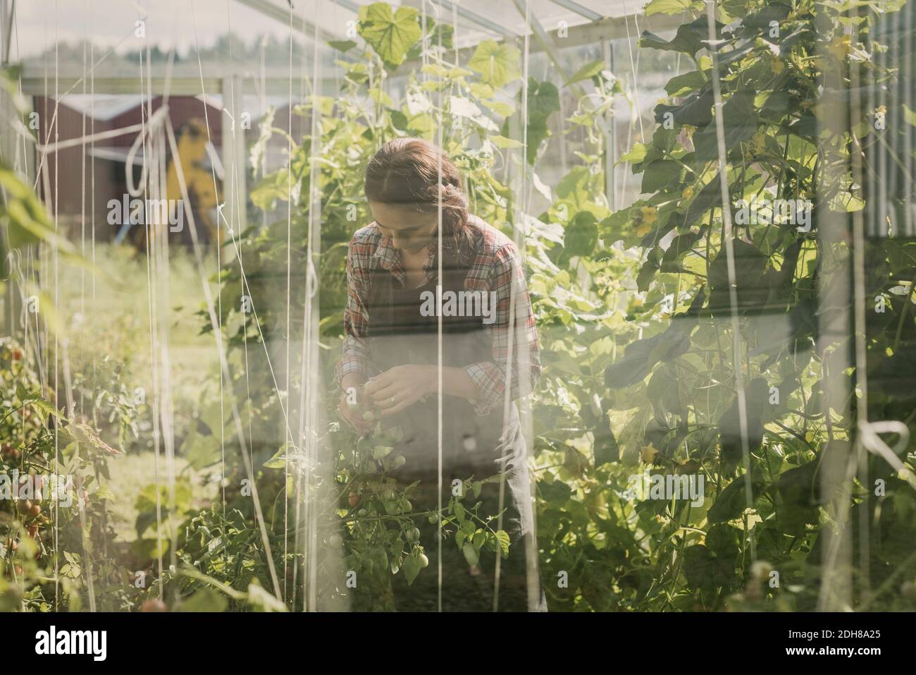 Donna giardiniere che lavora in serra visto attraverso la finestra di vetro Foto Stock