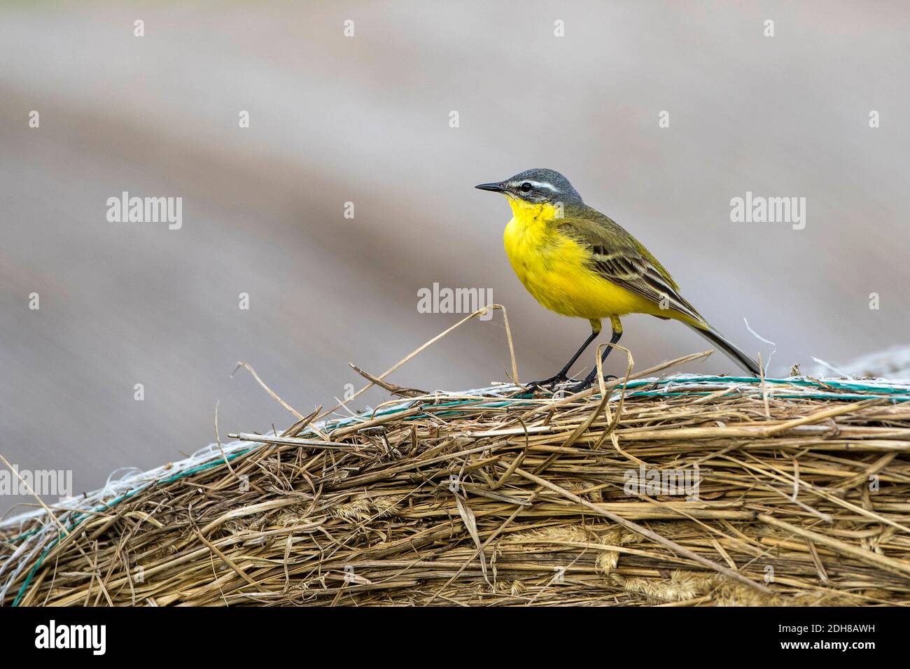 Schafstelze (Motacilla flava) Männchen Foto Stock