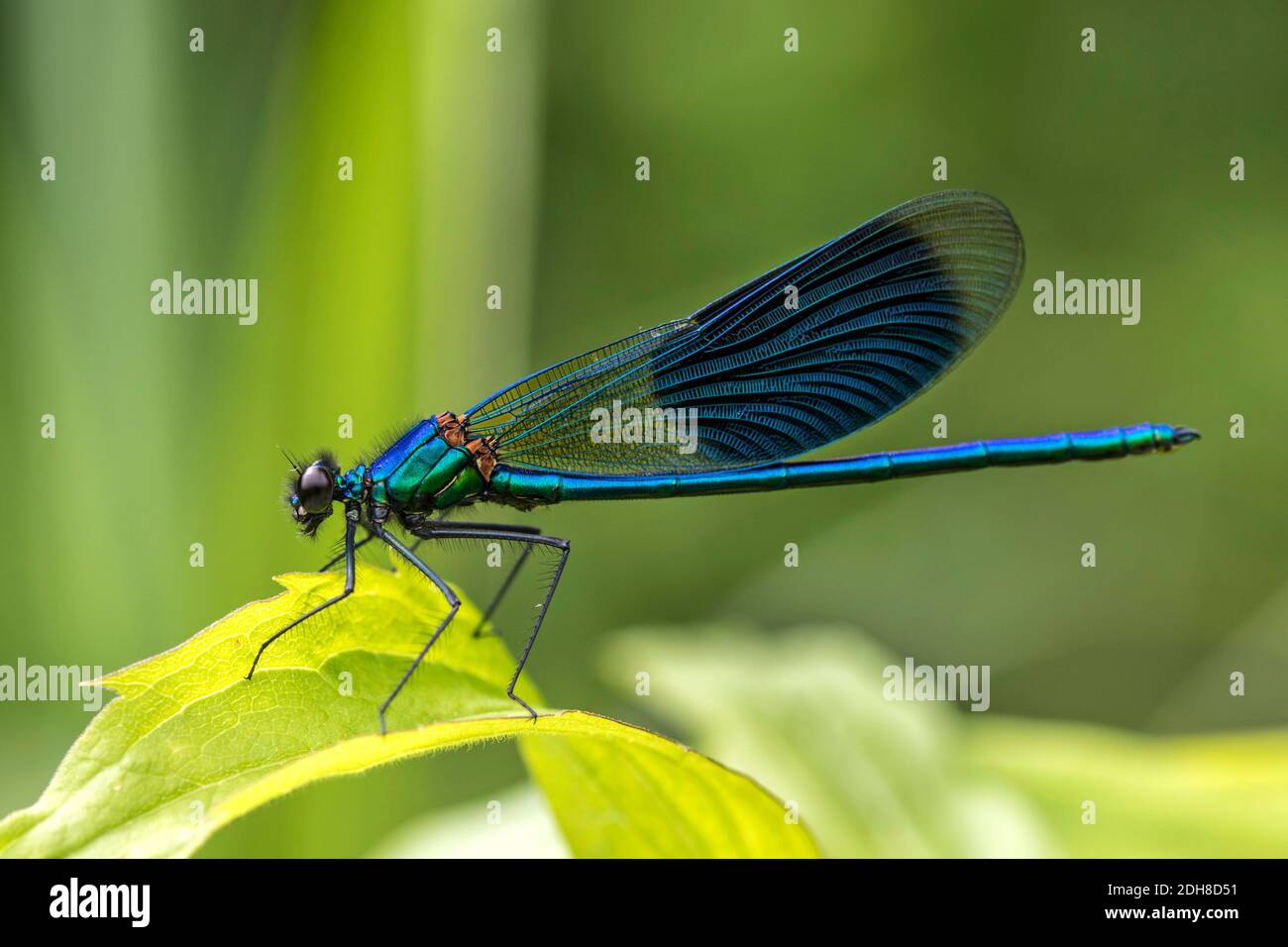 Gebänderte-Prachtlibelle (Calopteryx splendens) Männchen Foto Stock