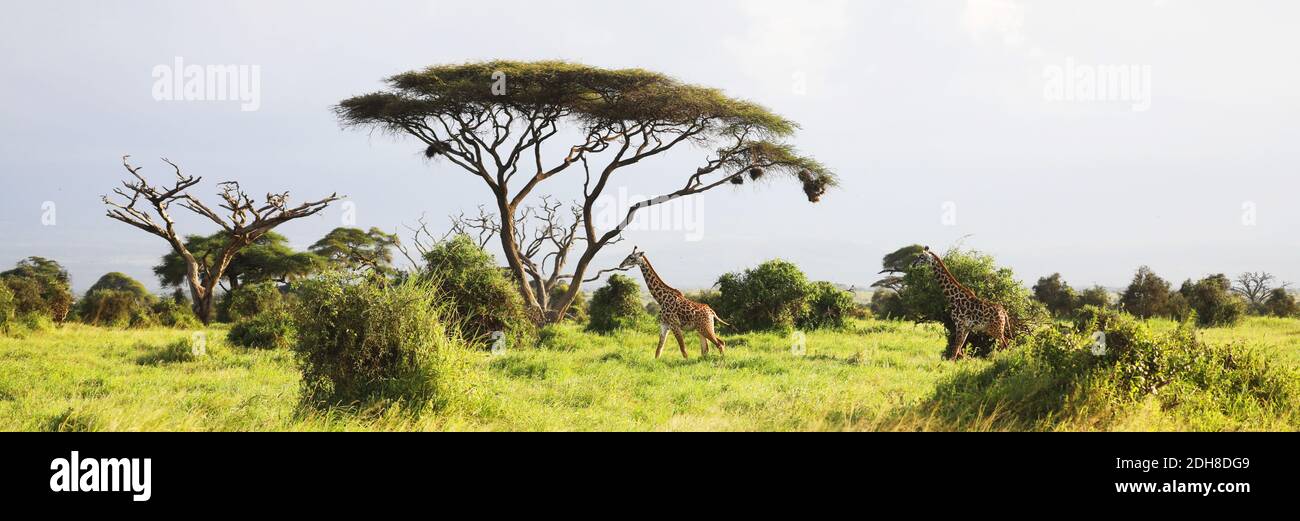 Masai Giraffe, Massai-Giraffe nel Parco Nazionale di Amboseli, Kenya, Africa Foto Stock
