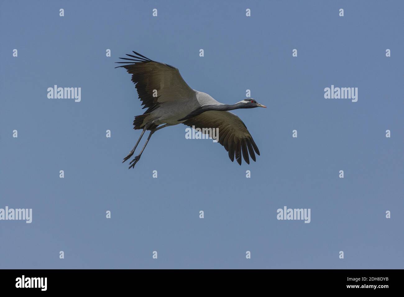 Gru Demoiselle (Grus virgo). Foto Stock