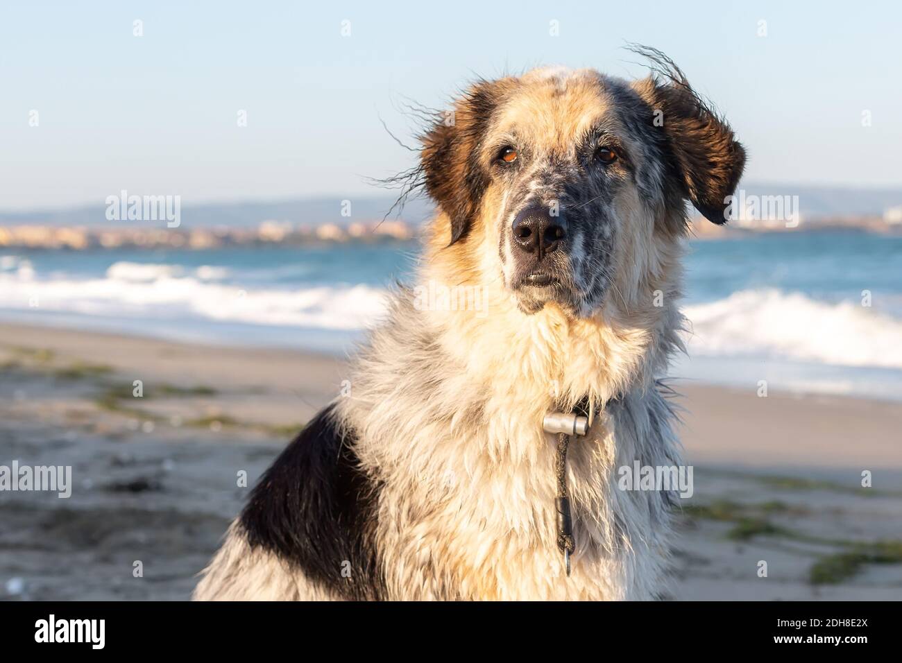 Concetto di viaggio per cani, sfondo mare Foto Stock