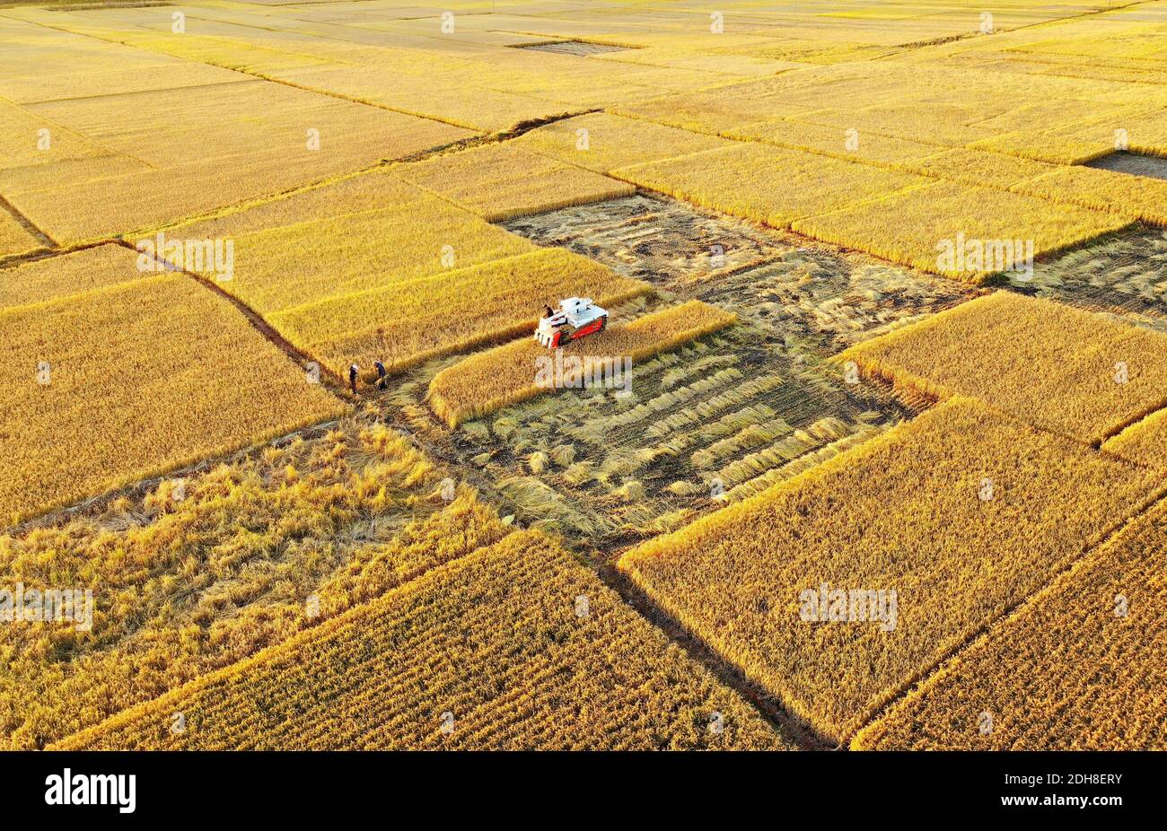 (201210) -- PECHINO, 10 dicembre 2020 (Xinhua) -- Foto aerea scattata il 18 ottobre 2020 mostra i raccoglitori che operano nei campi di riso al villaggio di Jiangzhuang della città di Luanzhou nella provincia di Hebei della Cina del nord. La produzione di grano della Cina ha raggiunto quasi 670 miliardi di kg nel 2020, con un aumento di 5.65 miliardi di kg, o 0.9 per cento, dall'anno scorso, il National Bureau of Statistics (NBS) ha detto giovedì. Ciò segna il sesto anno consecutivo in cui la produzione totale di cereali del paese ha superato i 650 miliardi di kg. La mietitura è eccezionale nonostante l'agricoltura distratta a causa dell'epidemia di COVID-19, che è stata tenuta sotto controllo Foto Stock