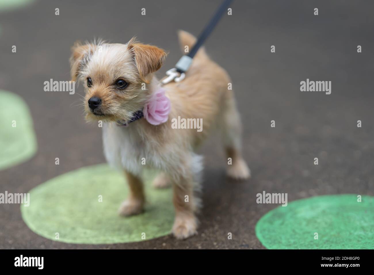 Un giovane cucciolo gorgeous gode i suoi dintorni in UNA casa Ambiente Foto Stock
