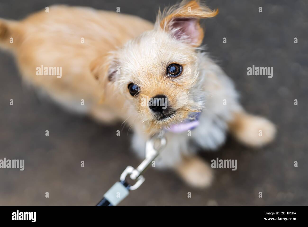 Un giovane cucciolo gorgeous gode i suoi dintorni in UNA casa Ambiente Foto Stock