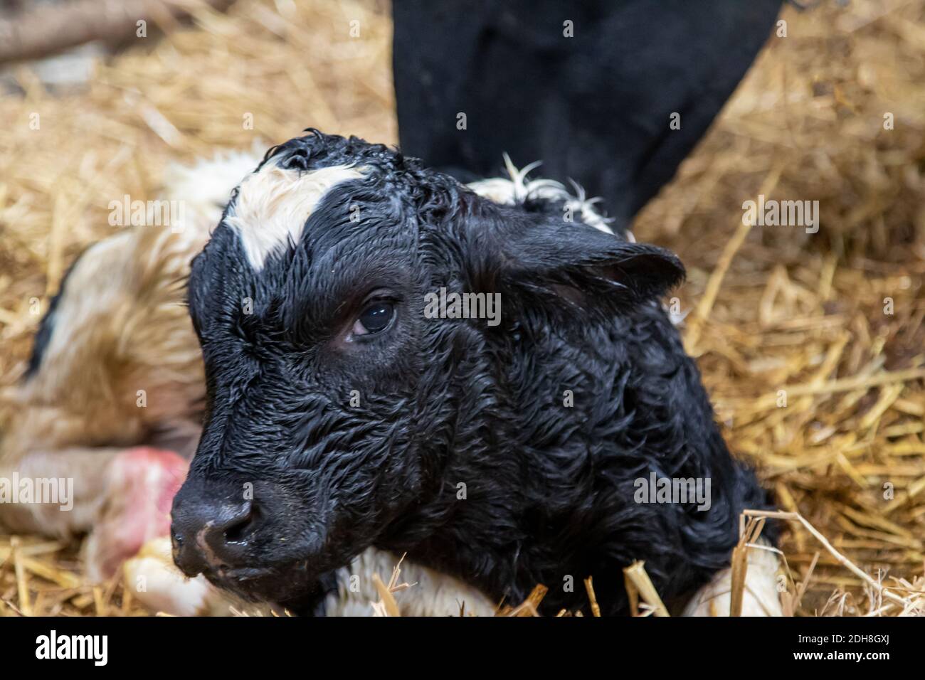 Vitello neonato - 30 minuti Foto Stock