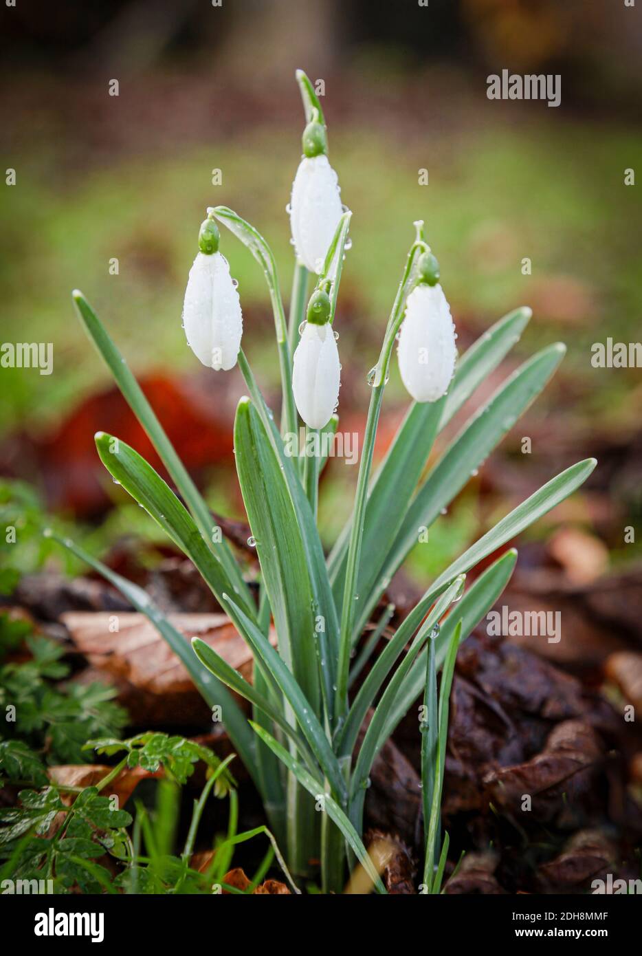 Nevicate, Galanthus, piccoli fiori bianchi che crescono all'aperto con gocce di pioggia. Foto Stock